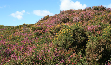  Heather and Gorse